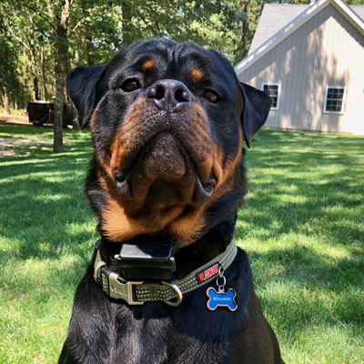 Picture of Dog Ben
