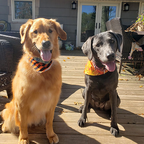 Picture of dogs Chester and Sadie