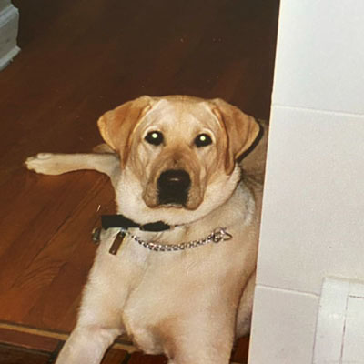 picture of dog Cody