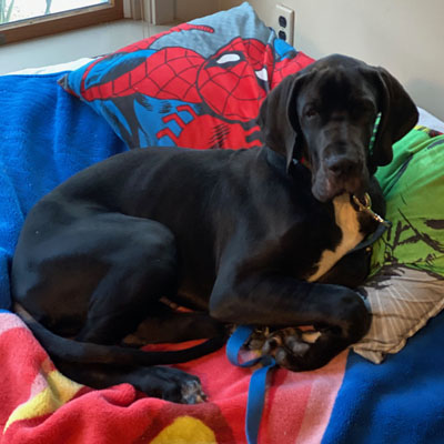 picture of dog Elvis
