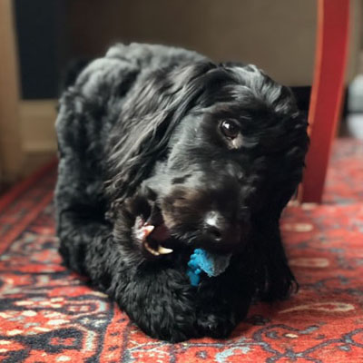 picture of dog Gryffin