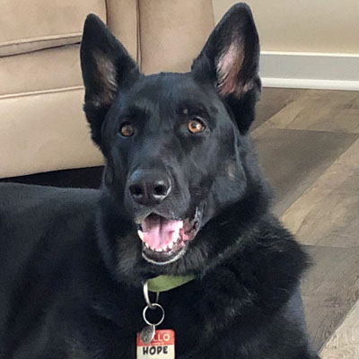 Picture of Dog Hope
