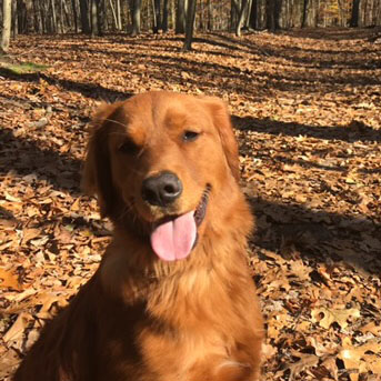 Picture of dog Kai