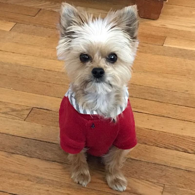 Picture of Dog Kona