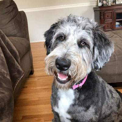 Picture of Dog Luna