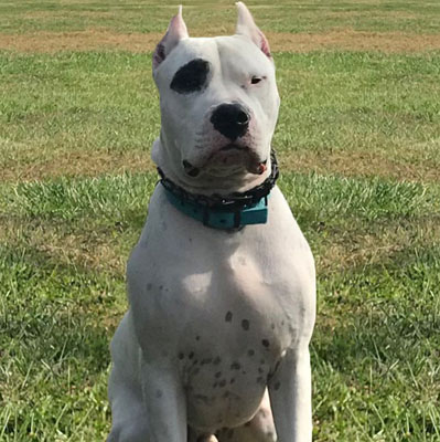 picture of dog Nacho