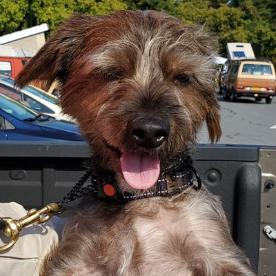 Picture of Dog Nash