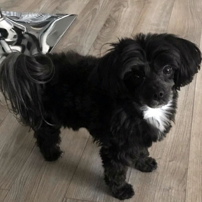 Picture of Dog Raven