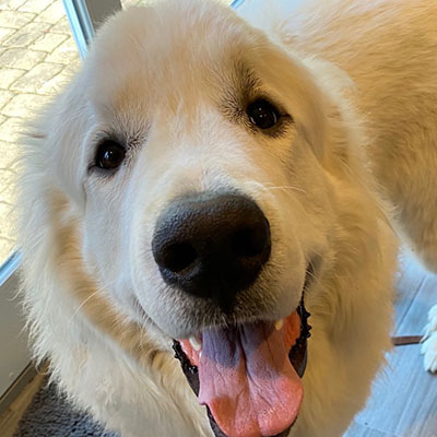 Picture of Dog Remy