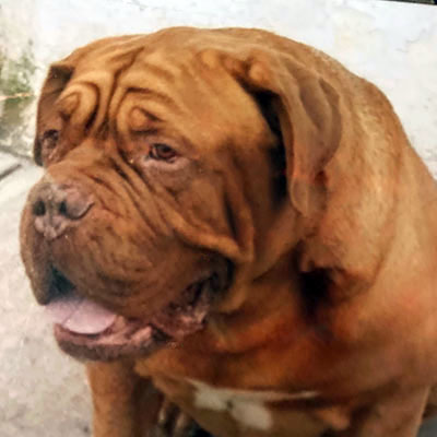 picture of dog Tank