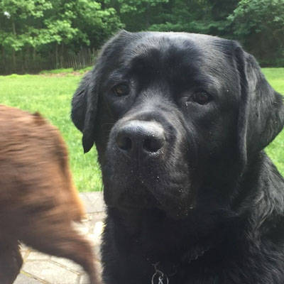 Picture of Dog Watson